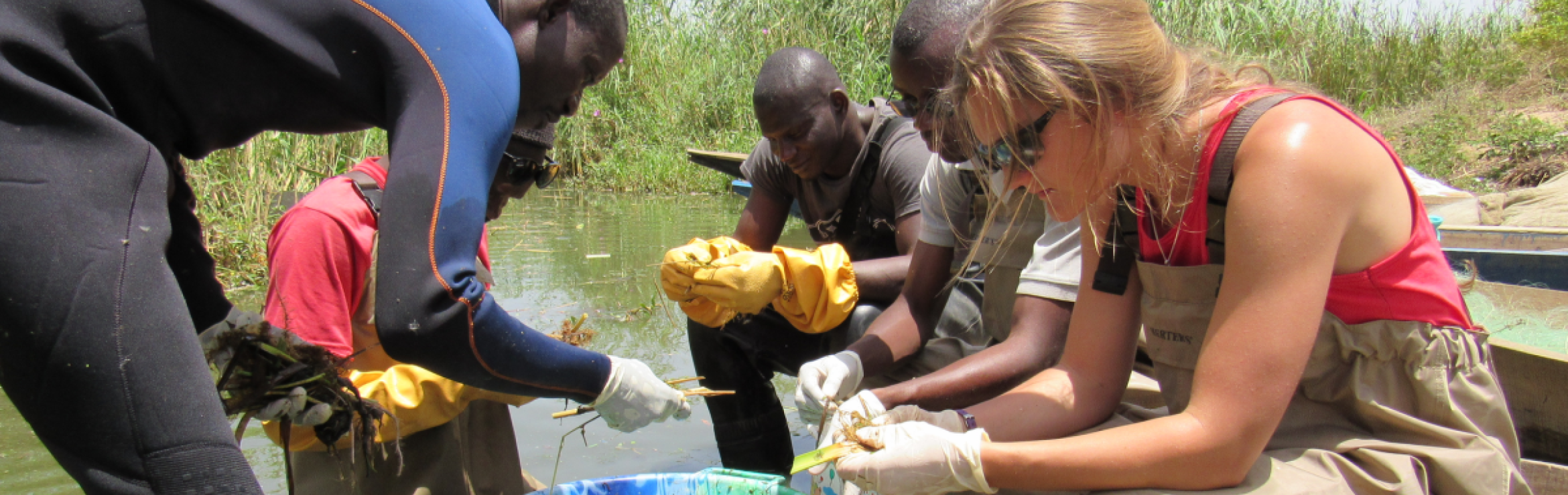 researchers studying prawns