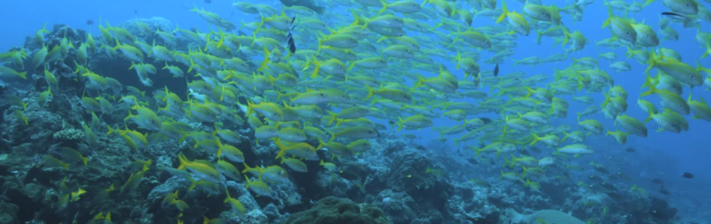 A school of yellow fish in the ocean