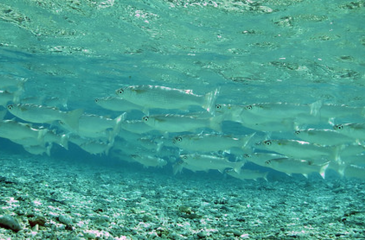 Fish in the waters of Palmyra Atoll