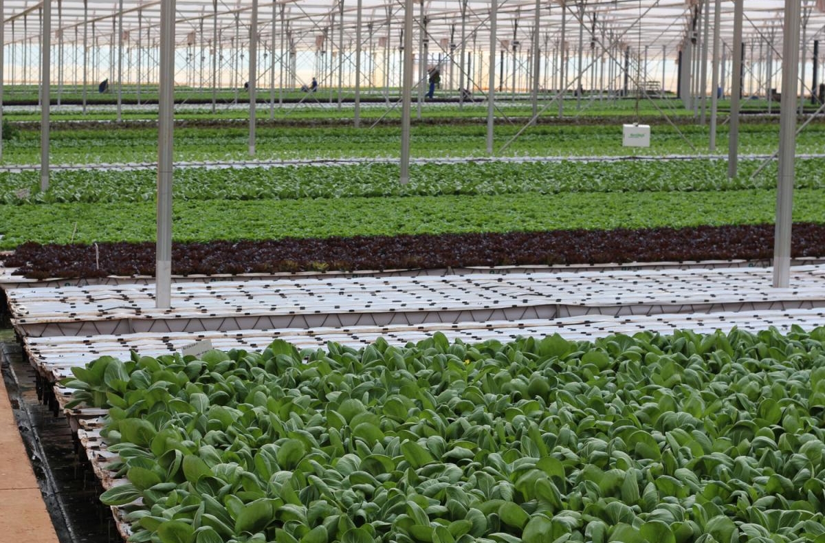 Leafy green vegetables are produced in a growing facility in Western Cape Province, South Africa.