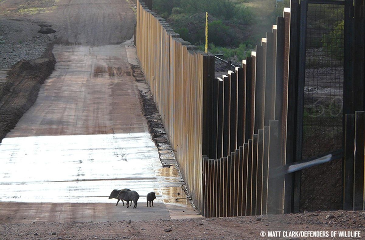 javelinas by border wall