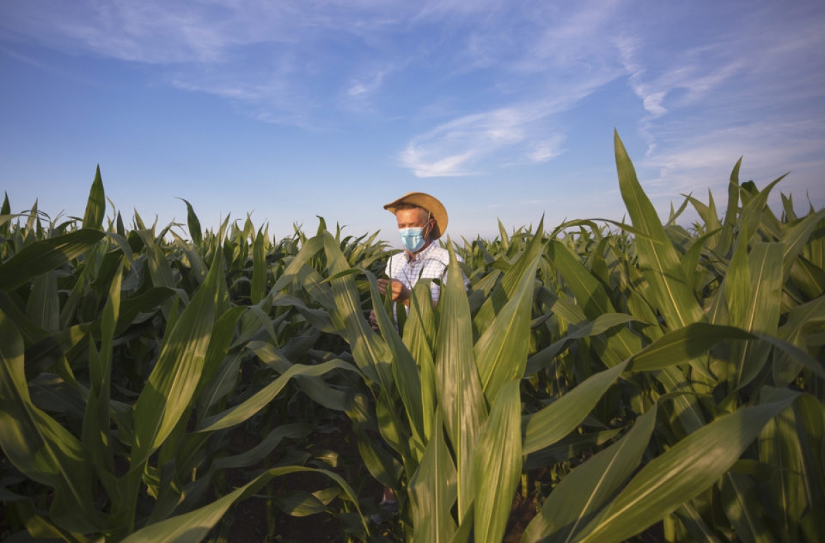 a man in a mask standing in a field with tall plants