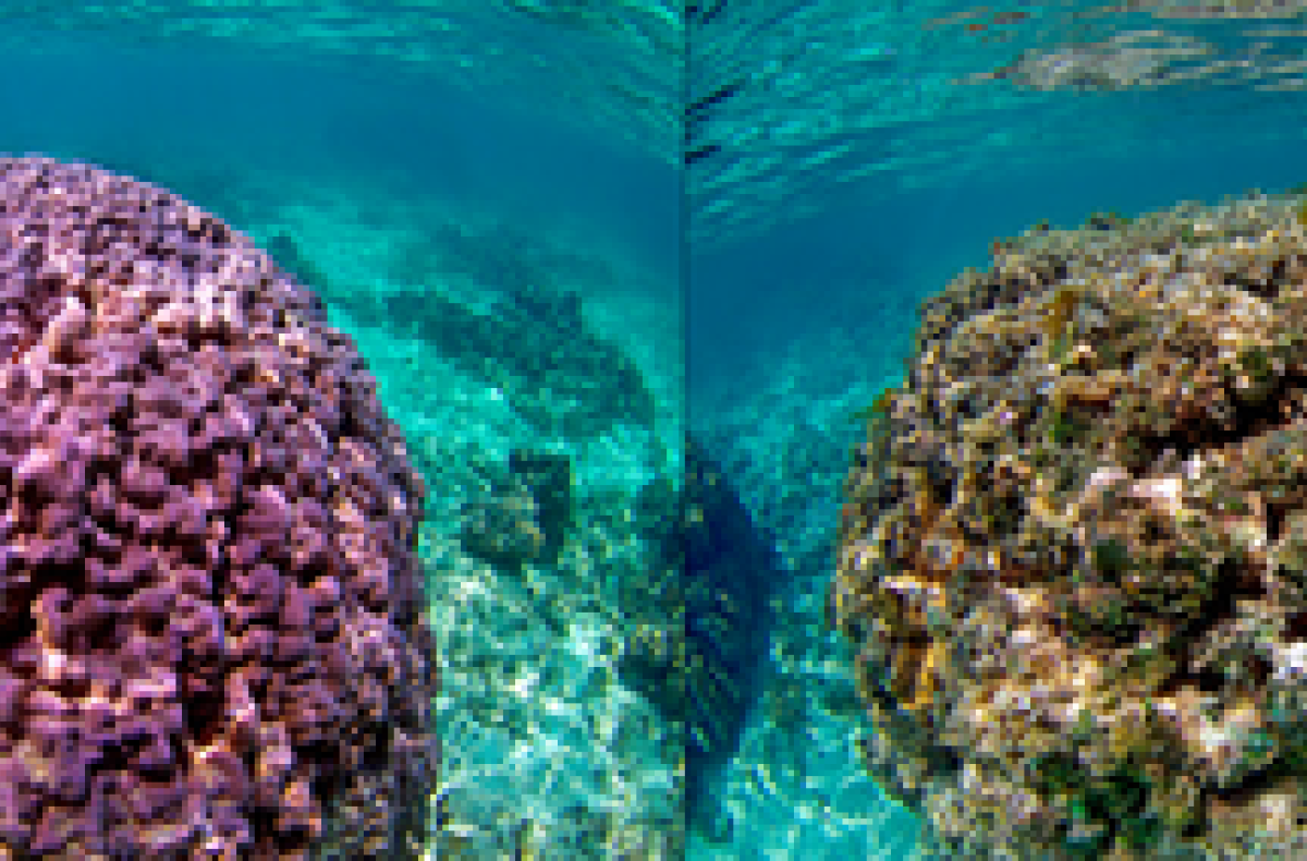 healthy and degraded corals