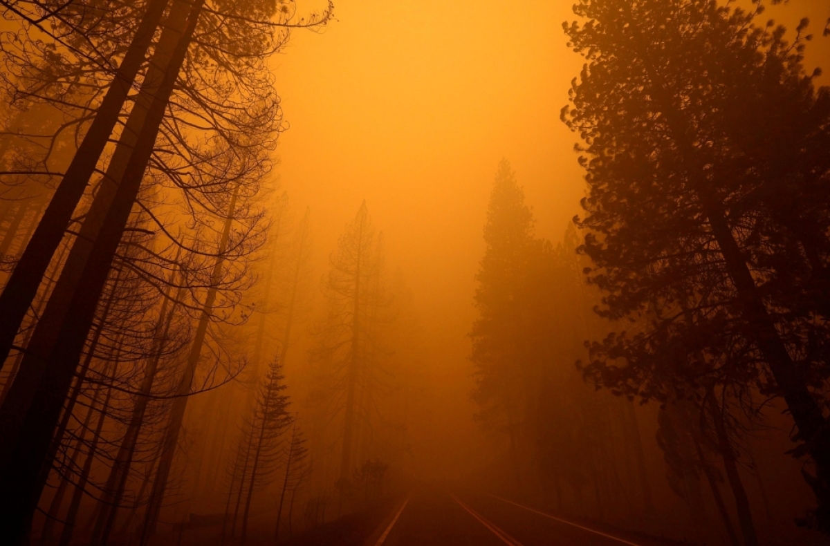 A road cuts through a smoky forest with burned trees on one side and unburned trees on the other.