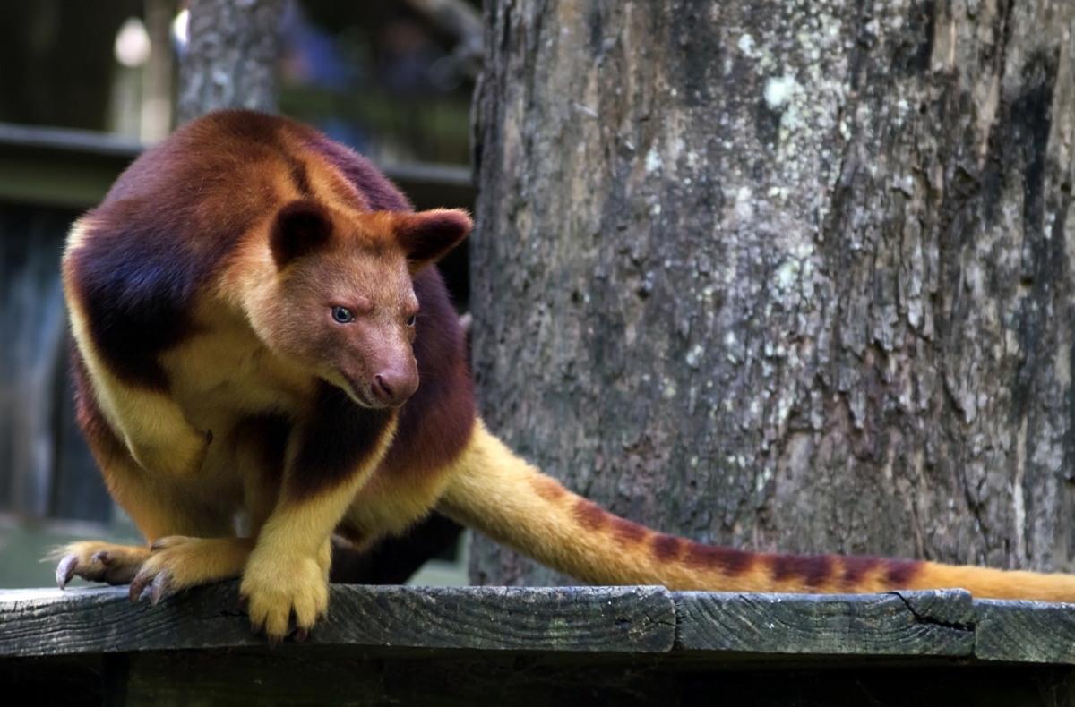 Goodfellow's Tree Kangaroo