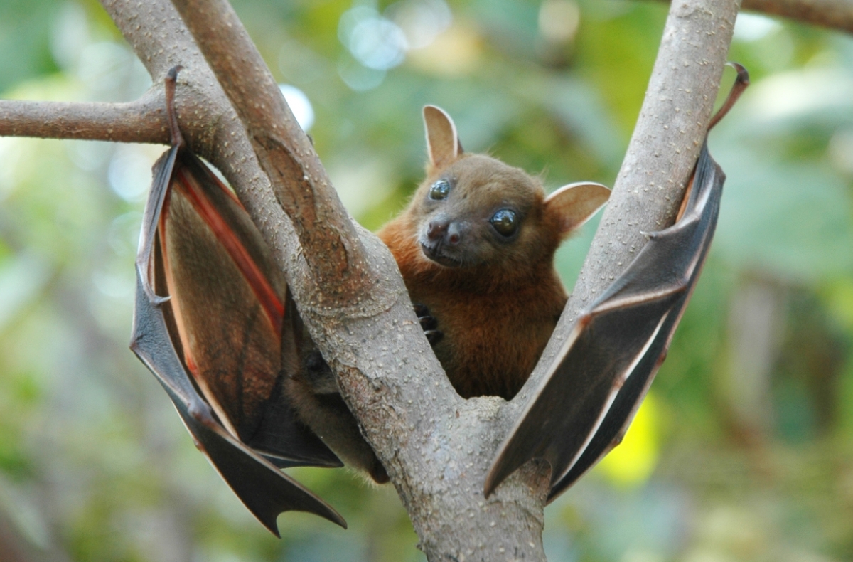 fruit bat