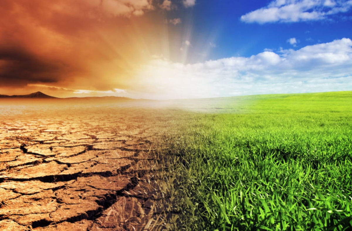 illustration of desert and green field