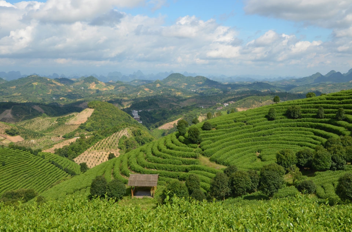 A tea plantation and surrounding landscape near Yangshuo, China. 