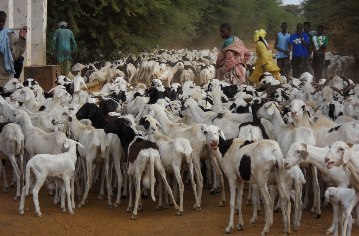 Herding goats in rural Senegal