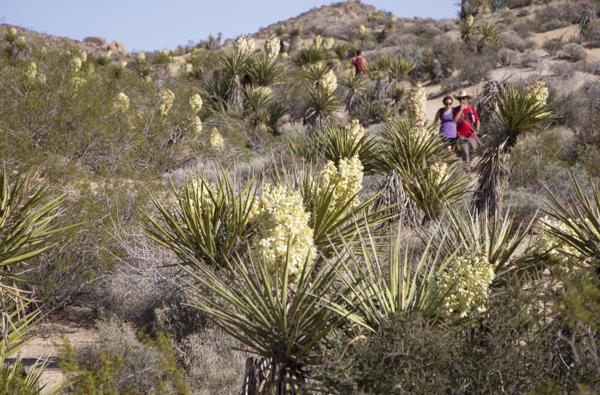 hikers in nature