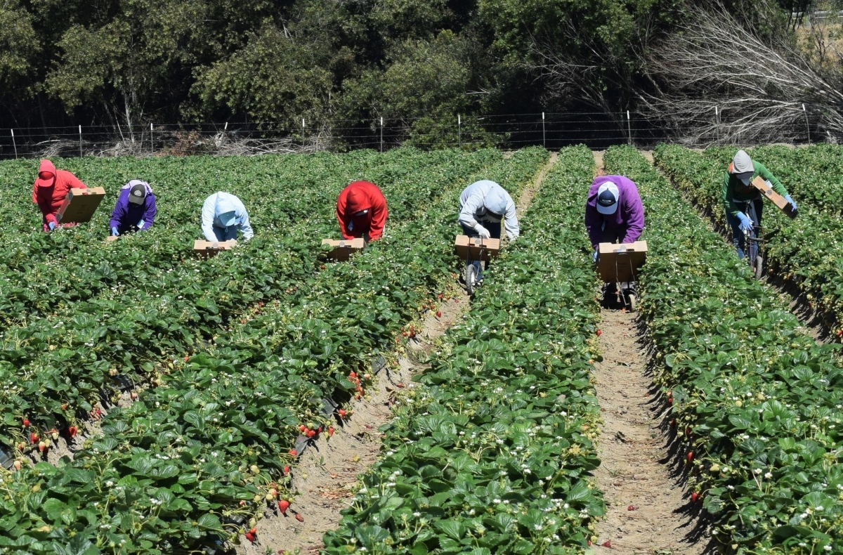 Farmworkers harvest strawberries in Salinas, California.