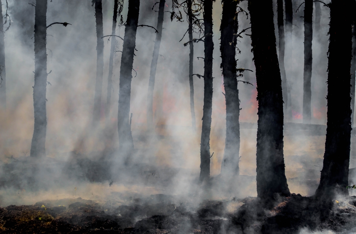 smoke and wildfire among trees in a forest