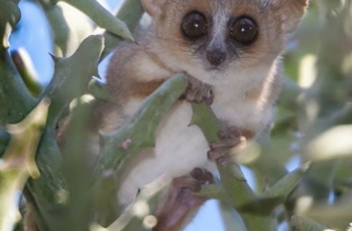 mouse lemur