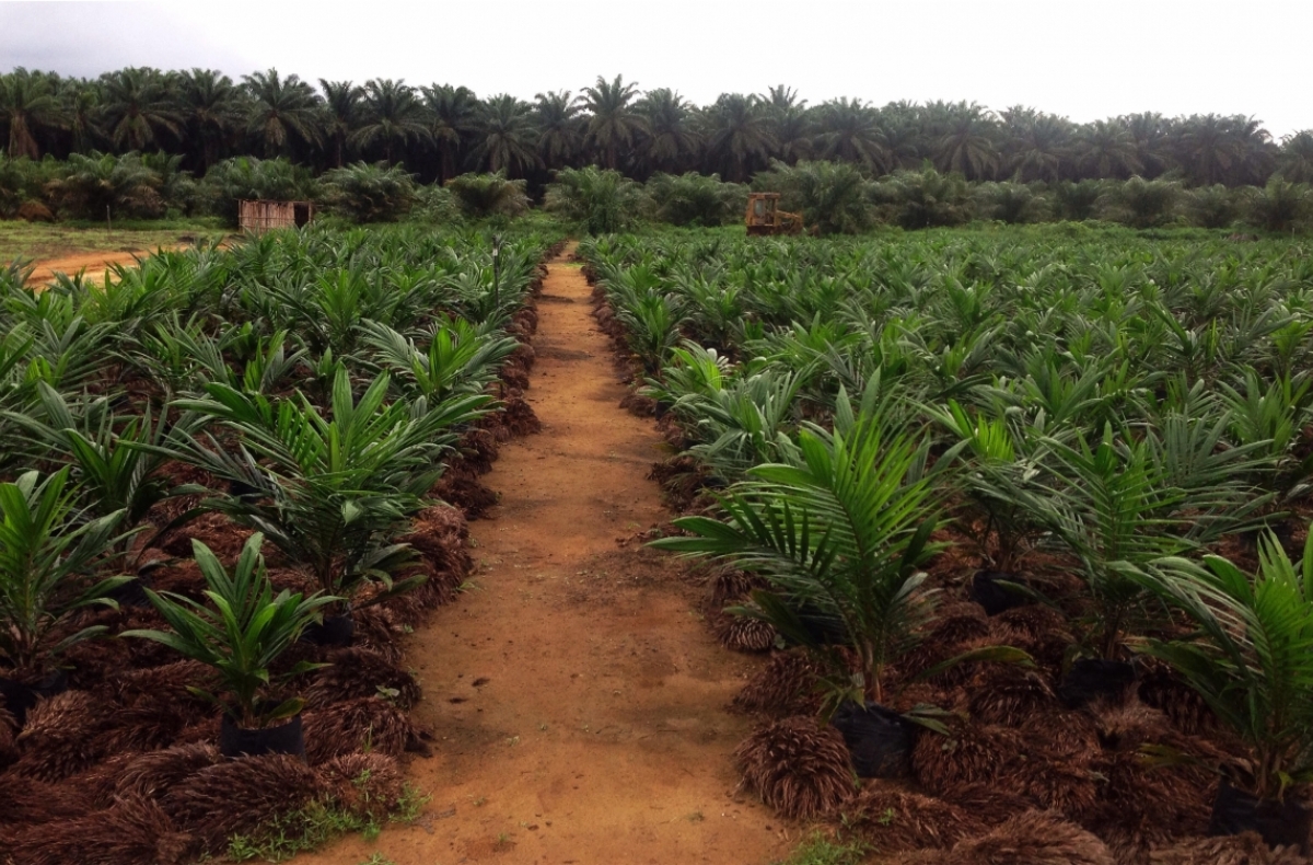 oil palm plants