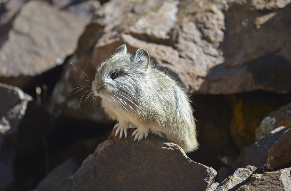 pika