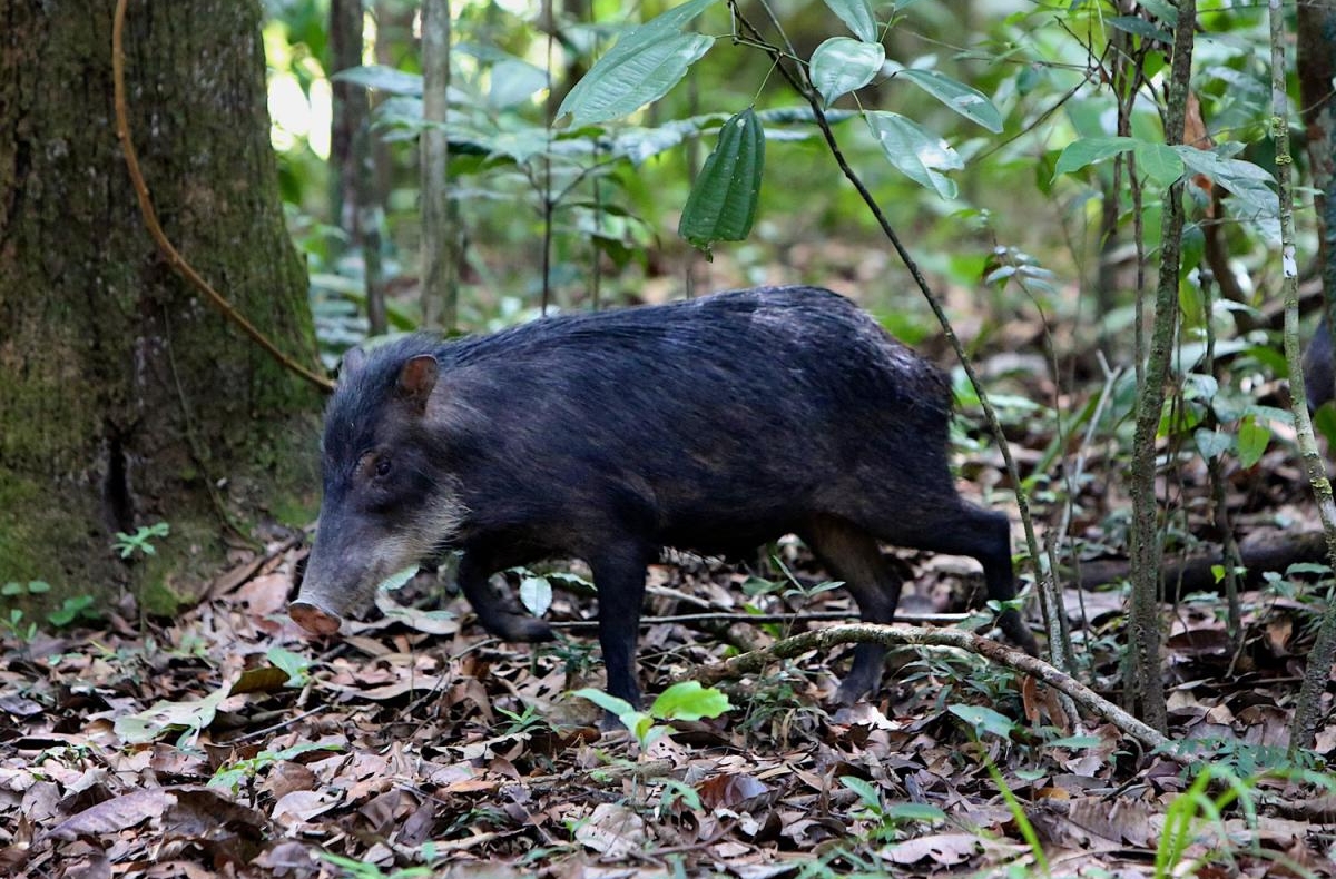 A white-lipped peccary