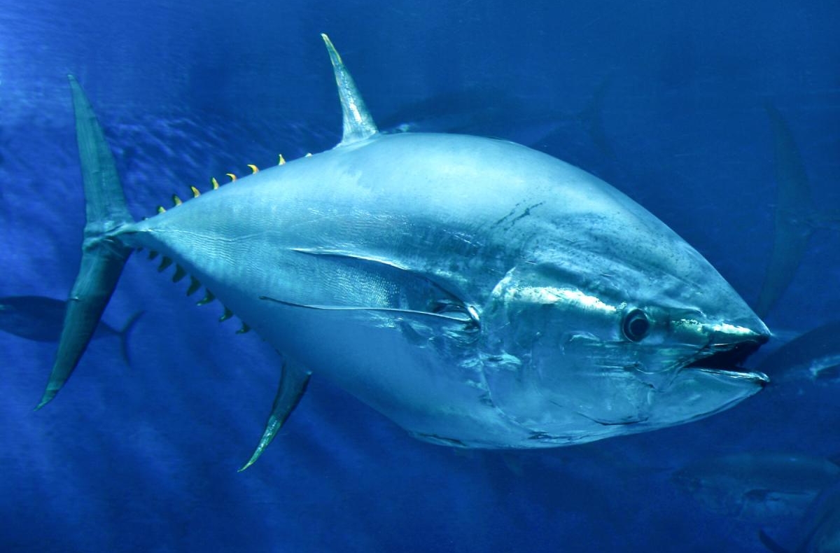 Bluefin tuna