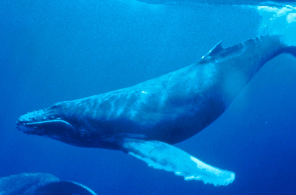 Humpback whale