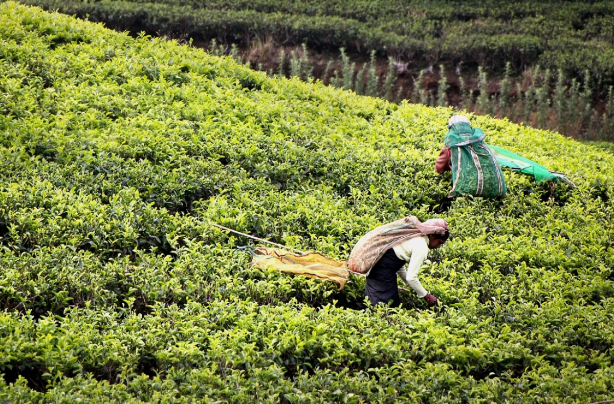 Workers harvest tea leaves in Sri Lanka