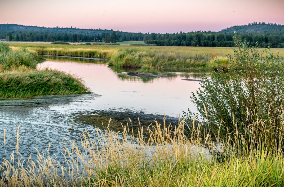 wetland