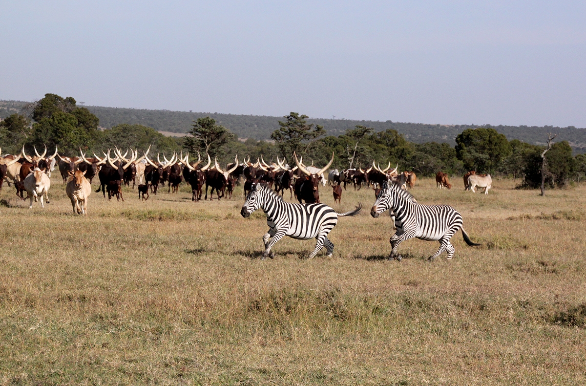 Zebras and Ankole cattle on a Kenyan ranch