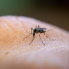 The Aedes aegypti mosquito transmits various diseases, such as dengue, Zika and chikungunya.