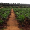 oil palm plantings