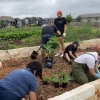 people working in urban farm