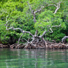 Mangroves in Belize