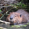 A beaver chews on vegetation in a beaver pond