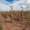 corn in drought