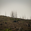 burned forest area