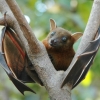 fruit bat