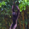 Bornean gibbon