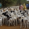 Herding goats in rural Senegal