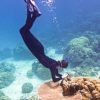 Dr. Elora López-Nandam sampling corals for a study of mutations and how they may help corals adapt quickly. Photo by Dan Griffin.