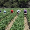 Farmworkers harvest strawberries in Salinas, California.