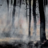 smoke and wildfire among trees in a forest