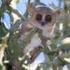 mouse lemur