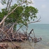 Mangroves’ high capacity to store and sequester carbon makes them reliable nature-based solutions for climate change mitigation.