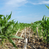 Corn planted in no-till corn residue near Minden, Iowa.