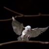 bird landing on branch