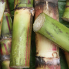 Close up of cut sugar cane