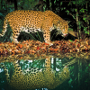 A jaguar walks next to a lake in Belize 