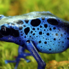 Blue Frog