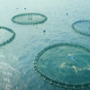 aquaculture rings