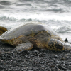 A turtle lays on the beach