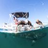 Samantha Andrzejaczek, a postdoctoral research fellow at Stanford’s Hopkins Marine Station, (second from right) tagging a tiger shark. (Image credit: Alex Kydd)