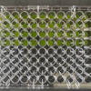 The activity of synthetic genetic circuits that process the presence or absence of specific signals in plant leaves was measured in high throughput by placing leaf punches in 96-well plates. (Image credit: Jennifer Brophy)