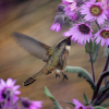 Green-bearded Helmetcrest hummingbird